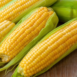 Kukurydza cukrowa Tasty Sweet F1 100 tyś. nasion st